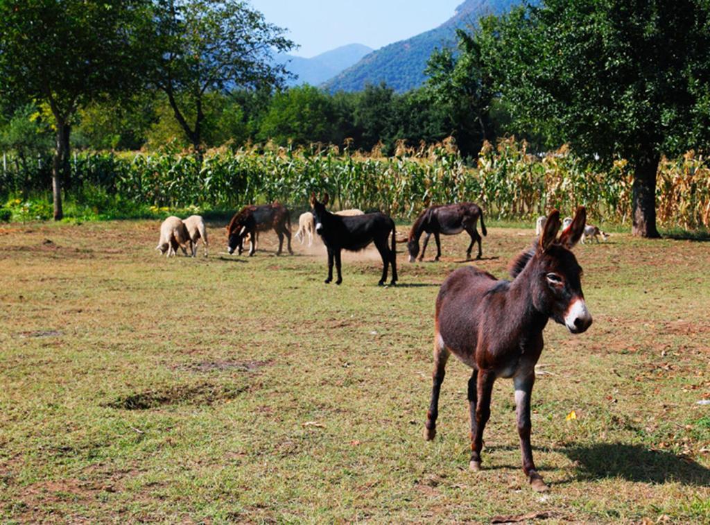 Azienda Agrituristica Pericle Montella Exteriér fotografie